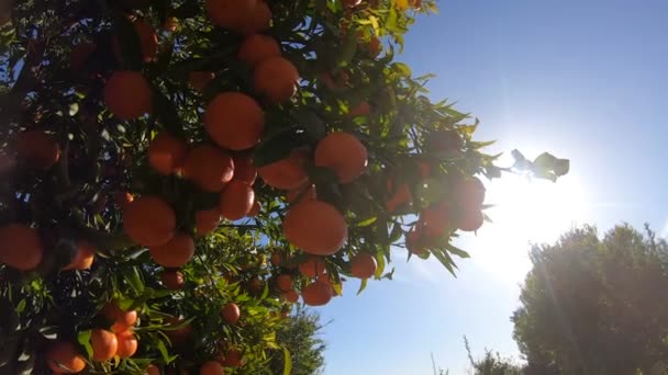 Španělský mandarinkový háj. Tangerinky strom s mnoha plody na modré obloze se sluncem. Ekologické ovoce v zahradě — Stock video