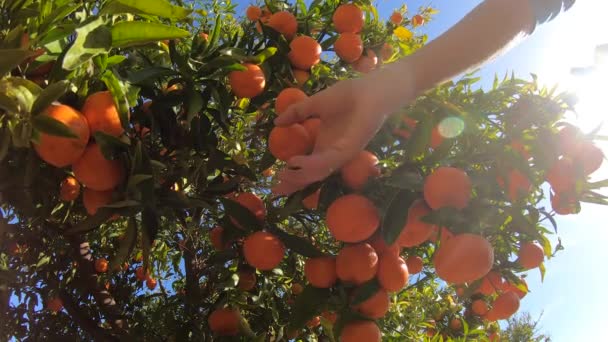 Las manos recogiendo mandarinas maduras de un árbol. Primer plano de la persona arrancando jugosos cítricos de naranja en el jardín iluminado por el sol. Frutas ecológicas — Vídeos de Stock