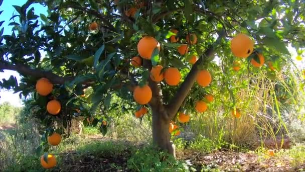 Un bosque español de mandarinas. Árbol de mandarinas con muchas frutas en un cielo azul con sol. Frutas ecológicas en el jardín — Vídeos de Stock
