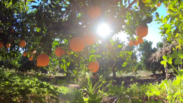 Un boschetto di mandarini spagnoli. Tangerini albero con molti frutti in un cielo blu con sole. Frutta biologica in giardino — Video Stock