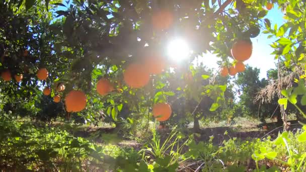 스페인의 귤 나무 숲. 푸른 하늘에 많은 열매를 맺는 참나무와 햇빛. 정원에 있는 유기 과일 — 비디오