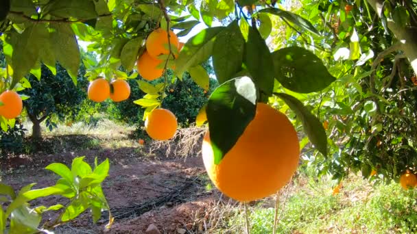 Naranjas colgando de ramas frutales. Primer plano de naranjas maduras y jugosas con mandarinas en plantaciones frutales. Rama de naranjas en un jardín de frutas. Fondo del árbol frutal de mandarinas — Vídeo de stock