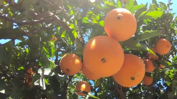 Pomeranče visící na větvích ovocného sadu. Zblízka zralé a šťavnaté pomeranče oe mandarinky v ovocné plantáži. Pomeranče se větví v ovocné zahradě. Tangerinky ovocný strom pozadí — Stock video