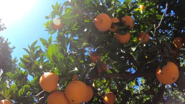 Pomeranče visící na větvích ovocného sadu. Zblízka zralé a šťavnaté pomeranče oe mandarinky v ovocné plantáži. Pomeranče se větví v ovocné zahradě. Tangerinky ovocný strom pozadí — Stock video