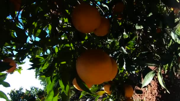 Sinaasappels hangend aan takken fruitboomgaard. Close-up van rijpe en sappige sinaasappels oe mandarijnen in fruitplantage. Sinaasappels tak in een fruittuin. mandarijnen fruitboom achtergrond — Stockvideo
