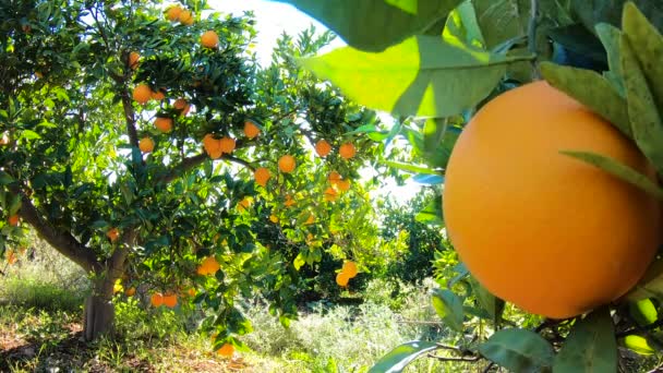 Apelsiner som hänger på grenar fruktträdgård. Närbild av mogna och saftiga apelsiner oe tangeriner i fruktplantage. Apelsiner filial i en fruktträdgård. Tangeriner frukt träd bakgrund — Stockvideo