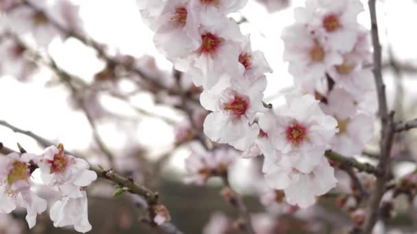 Cierra el árbol floreciente. Cereza — Vídeos de Stock