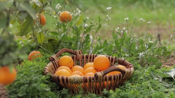 Korg med orange i trädgården. Färska frukter i Spanien — Stockvideo