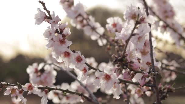 关闭开花的树。樱桃 — 图库视频影像