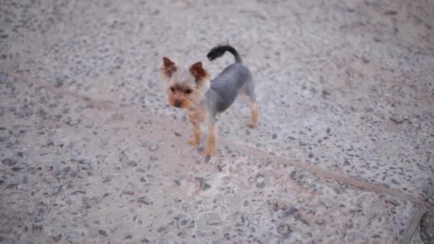 Yorkshire terrier de pie en el patio trasero. lindo perrito. Feliz mascota — Vídeos de Stock
