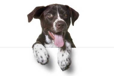 Beyaz işareti üzerinde pençeleri ile şirin köpek yavrusu