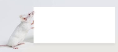 Boş işareti ile beyaz fare