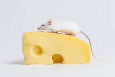 beyaz fare ve peynir