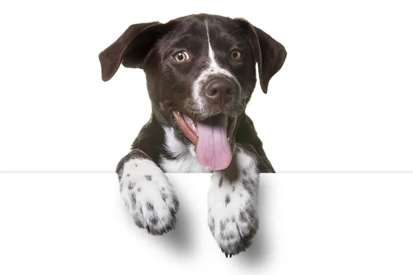 白い記号の上足のかわいい子犬 — ストック写真