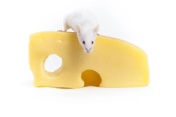 White Mouse and Cheese — Stock Photo, Image