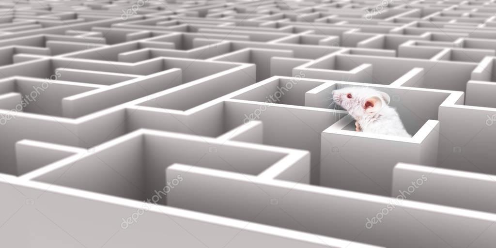 Mouse in Maze