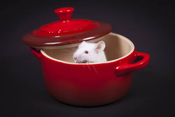 White mouse in red cup — Stock Photo, Image