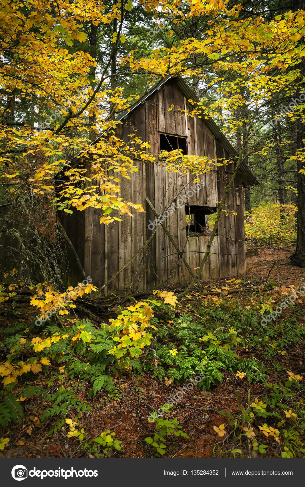 Alte Hütte im Wald mit Herbstfarbe und Laub – Stockfoto © neillockhart  #135284352, image size:1067x1700