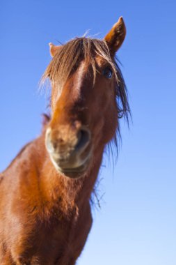 Nevada Çölü'nde vahşi Mustang at.
