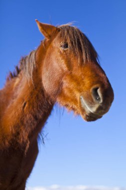 Nevada Çölü'nde vahşi Mustang at.