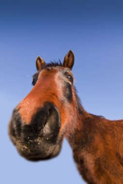 Nevada Çölü'nde vahşi Mustang at.