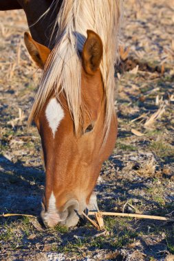 Nevada Çölü'nde vahşi Mustang at.