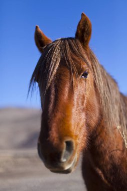 Nevada Çölü'nde vahşi Mustang at.