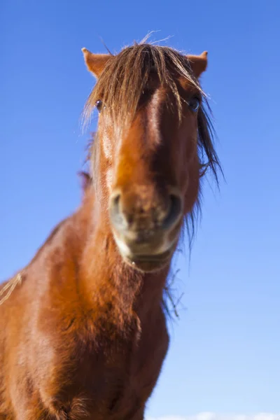 Wild Mustang Horse dans le désert du Nevada . — Photo