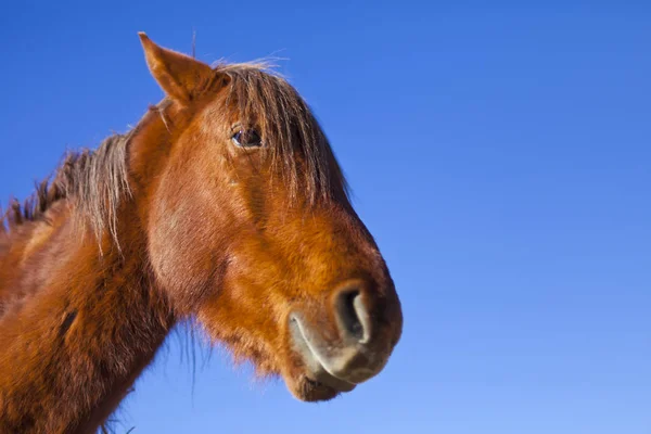 Cavalo de Mustang selvagem no deserto de Nevada . — Fotografia de Stock