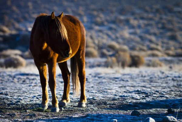 Nevada Çölü'nde vahşi Mustang at. — Stok fotoğraf