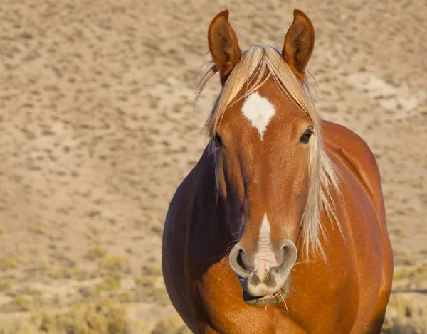 Wild Mustang paard in de woestijn van Nevada. — Stockfoto