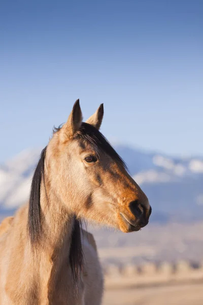 Cavalo de Mustang selvagem no deserto de Nevada . — Fotografia de Stock