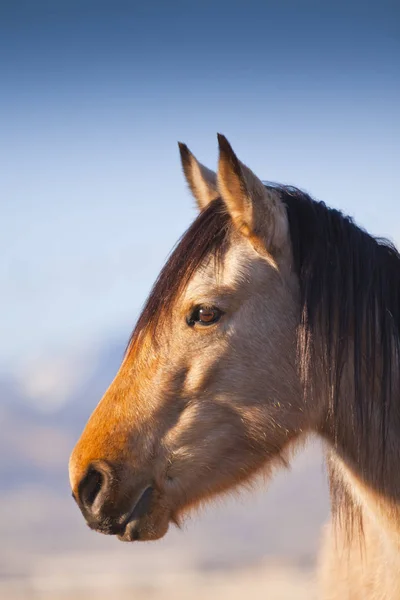 Wild Mustang paard in de woestijn van Nevada. — Stockfoto