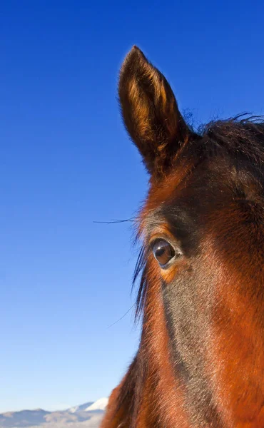 Wild Mustang Horse in the Nevada desert. — Stock Photo, Image