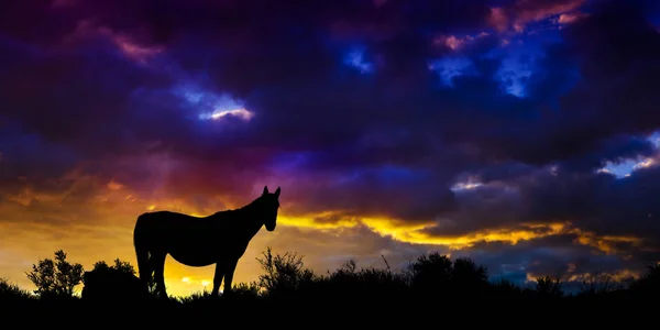 Caballo salvaje del Mustang en el desierto de Nevada . — Foto de Stock