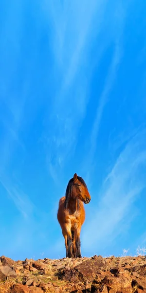 Wild Mustang Horse dans le désert du Nevada . — Photo