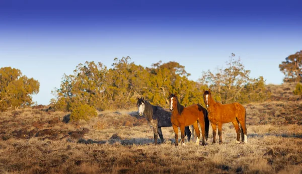 Wild Mustang paard in de woestijn van Nevada. — Stockfoto
