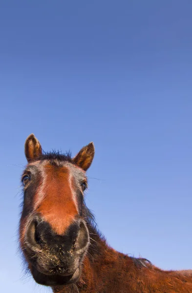 Wild Mustang Horse dans le désert du Nevada . — Photo