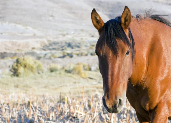 Cavalo de Mustang selvagem no deserto de Nevada . — Fotografia de Stock