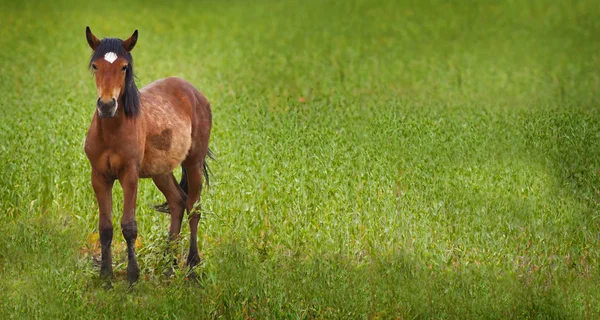 Wild Mustang paard in de woestijn van Nevada. — Stockfoto