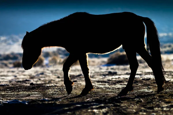 Cavalo de Mustang selvagem no deserto de Nevada . — Fotografia de Stock