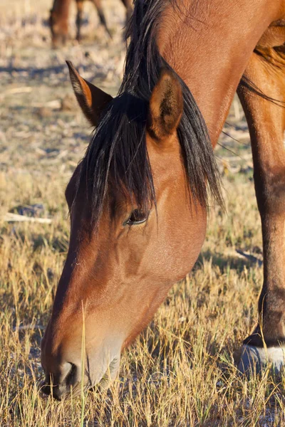 Wild Mustang Horse in the Nevada desert. — Stock Photo, Image