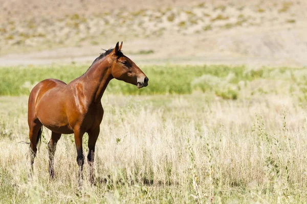 Cavalo de Mustang selvagem no deserto de Nevada . — Fotografia de Stock