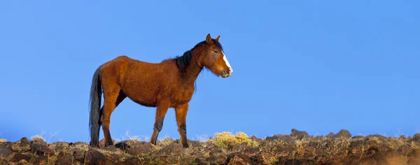 Wilde Mustangspferde in der Wüste Nevada. — Stockfoto