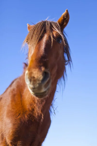 Wild Mustang Horse in the Nevada desert. Royalty Free Stock Photos