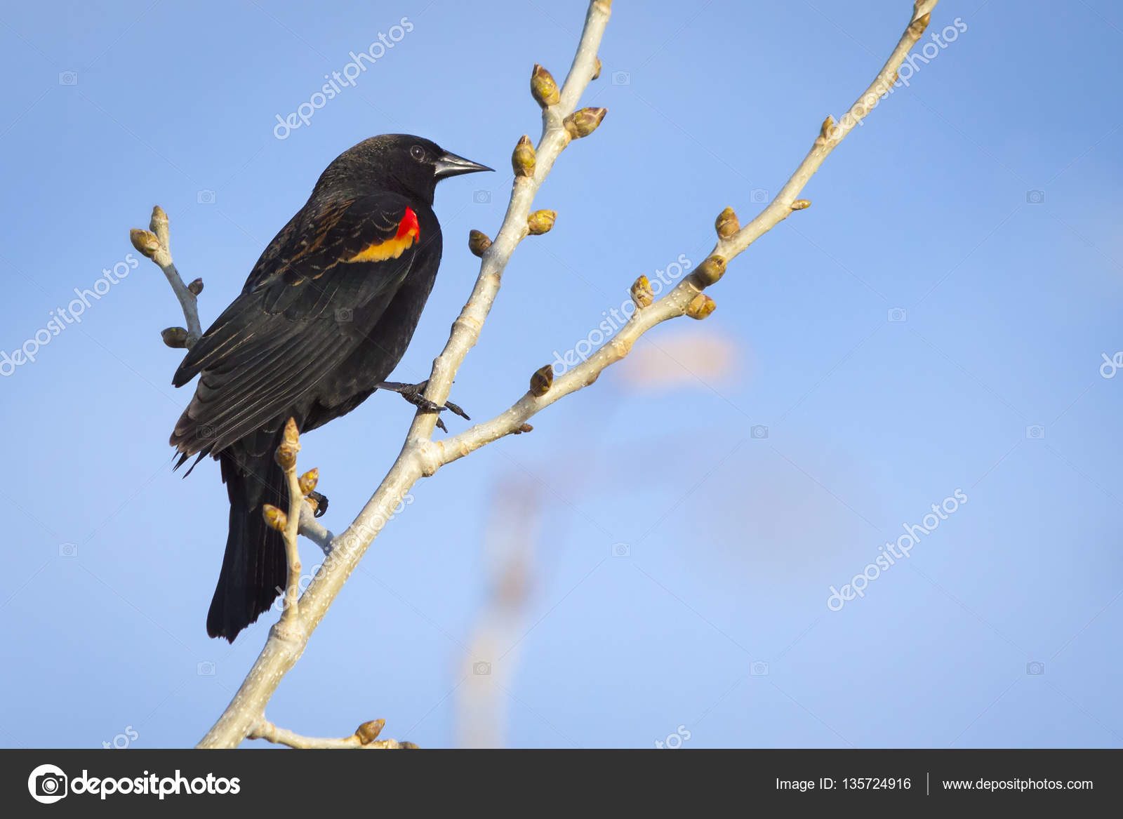 Perché Rouge Ailé Noir Oiseau Perché Sur La Branche