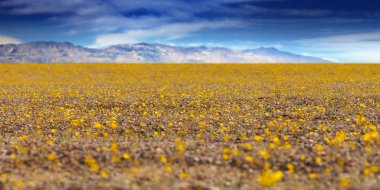 Super Bloom in Death Valley California clipart