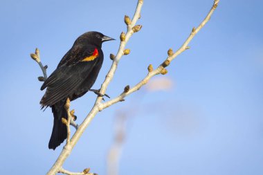 Tünemiş Kırmızı kanatlı siyah kuş dala tünemiş