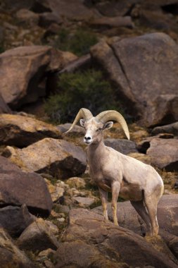 Büyük Horn koyun. Nevada Çölü'nde tek Ram