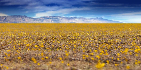 Super Bloom w dolinie śmierci w Kalifornii — Zdjęcie stockowe